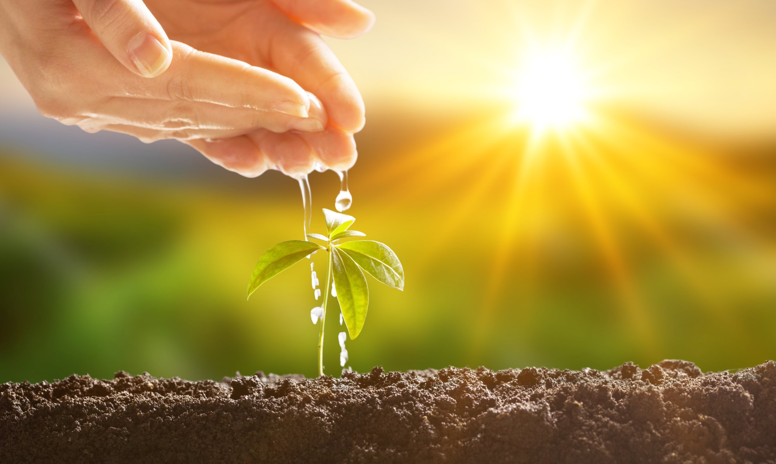 ENTROPY: LIFE SOURCE = GROWTH