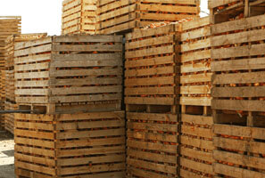 Agriculture fruit wood crates shipping